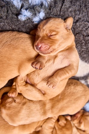 The pooches were born in Oldbury. Photo: Dave Phillips/PinPep