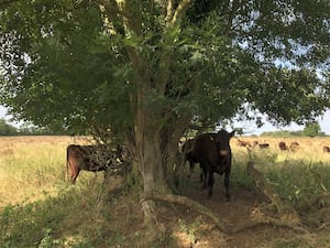 Red poll cattle grazing at Wild Ken Hill in Norfolk