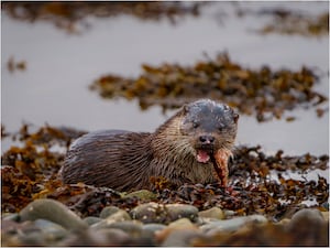  Dog Otter and Fish Meal