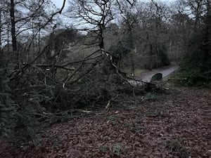 Fallen trees on the main driveway