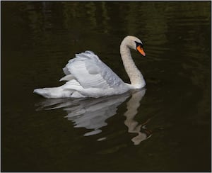  Stephen Haycock finished fourth with  Majestic Swan. 