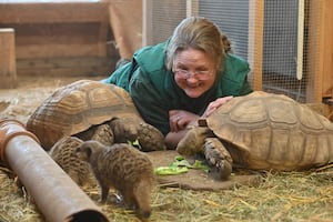 Jen Morgan with Hettie and Hamish the Sulcata Tortoises at Gentleshaw Wildlife Centre.