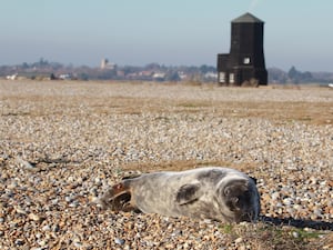 Grey seal lying on pebble beach looking at camera at Orford Ness with Black Beacon in the background