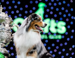 Crufts has seen a record proportion of international entries