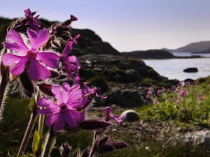 View of Scottish coastline with purple flowers in foreground