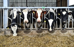 Dairy cows at the Arla innovation farm visited by MPs on the NFU's Food and Farming Fellowship Scheme  