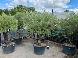 Olive trees on sale in a UK garden centre