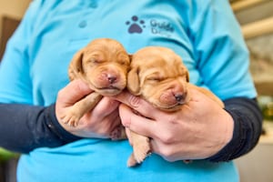 The puppies will eventually be trained as Guide Dogs. Photo: Dave Phillips/PinPep