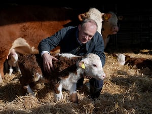 Sir Ed Davey patting a calf