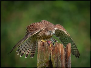  Ian Rowley  with Female Kestrel Mantling Her Prey