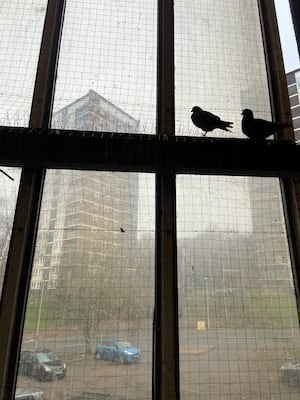 Pigeon nets in front of windows at Raven Court in Brierley Hill are a waste of money say residents. Picture Cllr Matt Cook free for LDRS use