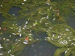 Walsall Council said that around 90kg of fish carcasses have been removed from Walsall Canal following a toxic chemical spill