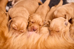 Guide Dogs is celebrating the first litter of puppies born to the charity in 2025. Photo: Dave Phillips/PinPep