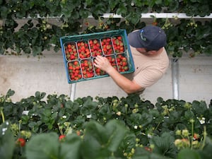 A worker collects strawberries from vertically placed strawberry plants