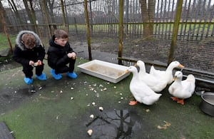 Kyle, aged 11, and Tommy, aged 9, feeding the ducks which were hatched at the school