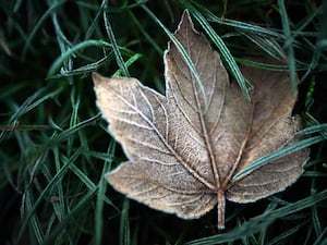 Autumn leaves covered in a light frost on Primrose Hill, London.