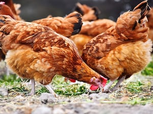 Chickens on traditional poultry farm