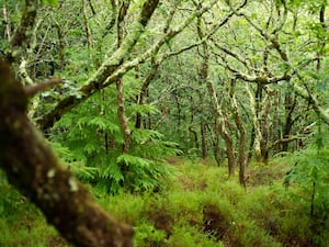 Temperate rainforest with lush ground vegetation and tree branches and trunks covered in lichen