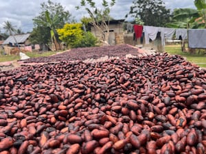 Cocoa beans drying in a village in Ghana