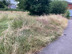 Picture taken on 9 July 2024 by LDR Rachel Alexander. Uploaded on 12 September. 
Story: Council leader admits rewilding strategy ‘not handled in the way it should’
Permission for use for LDR partners 