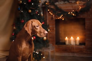 The team at Maggie and Marlow, in Kidderminster, are urging animal lovers not to put their pets’ health at risk this Christmas. 