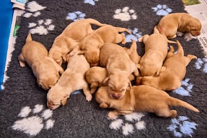 The litter of adorable puppies. Photo: Dave Phillips/PinPep