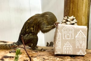 A pygmy marmoset at the zoo getting in the festive spirit