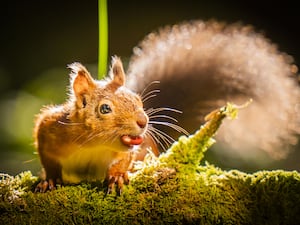 Red squirrel on a moss-covered branch with a nut in its mouth