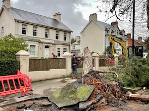 Tree removal work on Cyprus Avenue in east Belfast after damage caused by Storm Eowyn