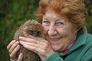 Animal lover Joan Lockley runs the Hedgehog rescue charity in Cheslyn Hay. Pictured with special Rosie.