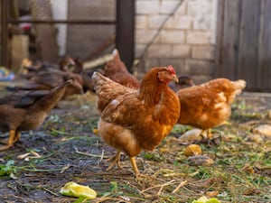 Chickens and ducks on a farm