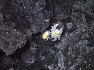 A female (left) and male ‘Hoff crab’