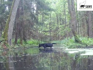 A rare black wolf crossing a stream in a Polish forest last summer