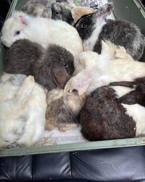 Some of the rabbits were taken into care, while others had died at the scene. Photo: Hannah Carpenter