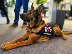 Retired police dog Bear