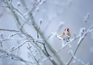 A Goldfinch in a winter setting