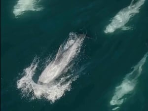 A cluster of dolphins across Carmel Bay on the central coast of California