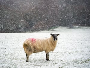 A sheep in a snowy field