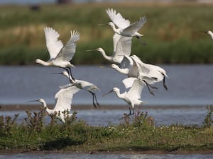 Spoonbills taking flight in a wetland in Norfolk