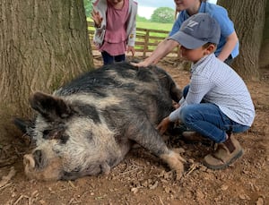 Children meeting the pigs at Goodheart Farm Animal Sanctuary