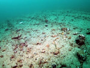 Seabed damaged by bottom trawling