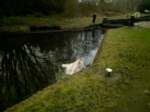 The bodies of the dogs were found in a builders bag in the canal. 