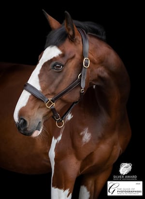 'Merlin' which was given a Silver award, as well as selected for 'Equine Image of the Year' by the judges