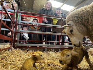 Visitors will have the chance to see inside the lambing barn 