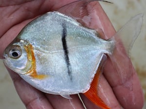 Myloplus sauron - a species of vegetarian piranha (known as a pacu) from Brazil that was named after the Lord Of The Rings villain due to its flame orange fins and black stripe reminiscent of the Eye of Sauron