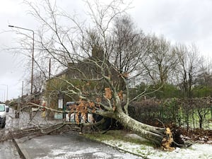 A tree which fell during Storm Eowyn