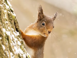 Red squirrel on a tree, sprinkled with snow