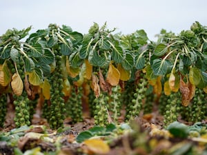 Brussels sprouts are harvested in a field at TH Clements near Boston, Lincolnshire. (Joe Giddens/ PA)