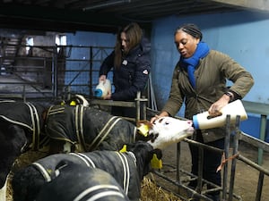 Kemi Badenoch feeding milk to a cow