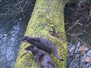 A mother otter and pup on a log over a stream